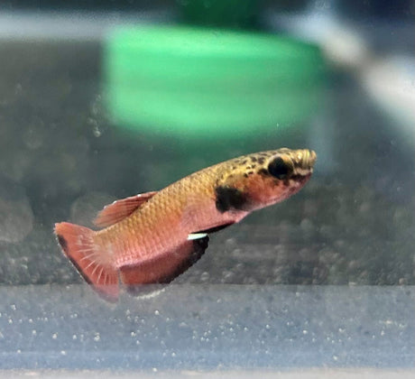 Channoides Betta Pair (M & F) Bettas Channoides Betta Pair (M & F)