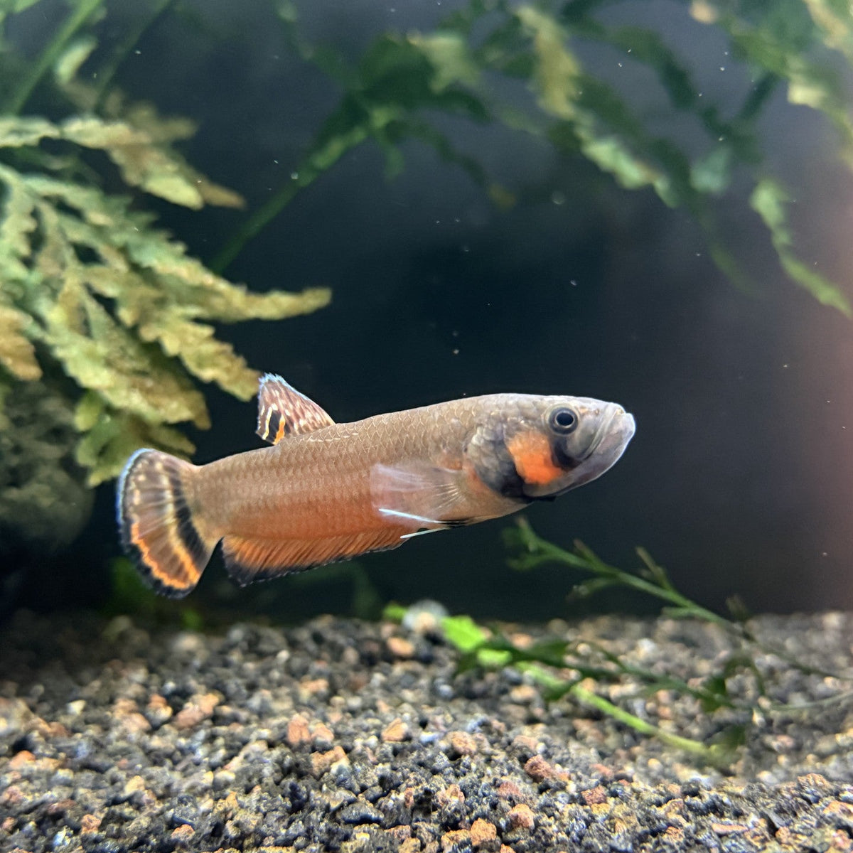 Betta Macrostoma