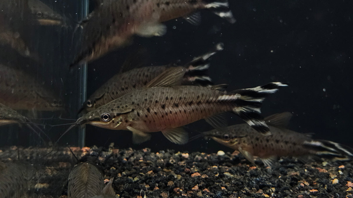 Flagtail Porthole Catfish (Dianema urostriatum)  7-10cm  Aquarium Glaser