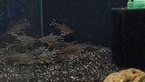 Flagtail Porthole Catfish (Dianema urostriatum)  7-10cm  Aquarium Glaser