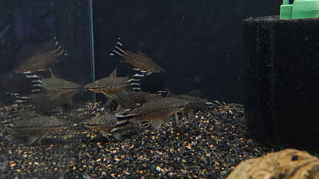 Flagtail Porthole Catfish (Dianema urostriatum)  7-10cm  Aquarium Glaser
