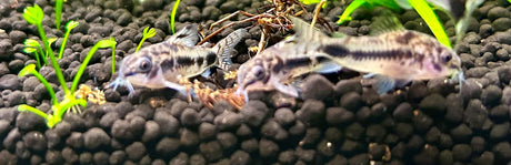 Corydoras Habrosus 2-3cm