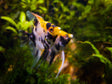 Koi / Tricolour Angelfish Cichlids Badis & Gouramis Koi / Tricolour Angelfish