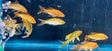 Koi - Assorted Butterfly 7-8cm | Goldfish Barbs & Minnows | Largest Tropical Fish Selection at Your Local Fish Store