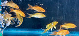 Koi - Assorted Butterfly 7-8cm | Goldfish Barbs & Minnows | Largest Tropical Fish Selection at Your Local Fish Store