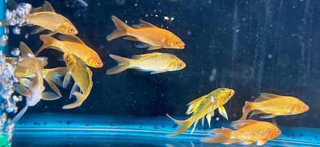 Koi - Assorted Butterfly 7-8cm | Goldfish Barbs & Minnows | Largest Tropical Fish Selection at Your Local Fish Store