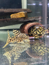 L236 Super Yellow Hypancistrus Pleco (PlecoCeramics) Catfish Loaches & Plecos L236 Super Yellow Hypancistrus Pleco (PlecoCeramics)