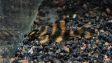 L306 Blood Red Tiger Pleco (Panaqolus claustellifer) 4cm