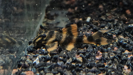 L306 Blood Red Tiger Pleco (Panaqolus claustellifer) 3cm+