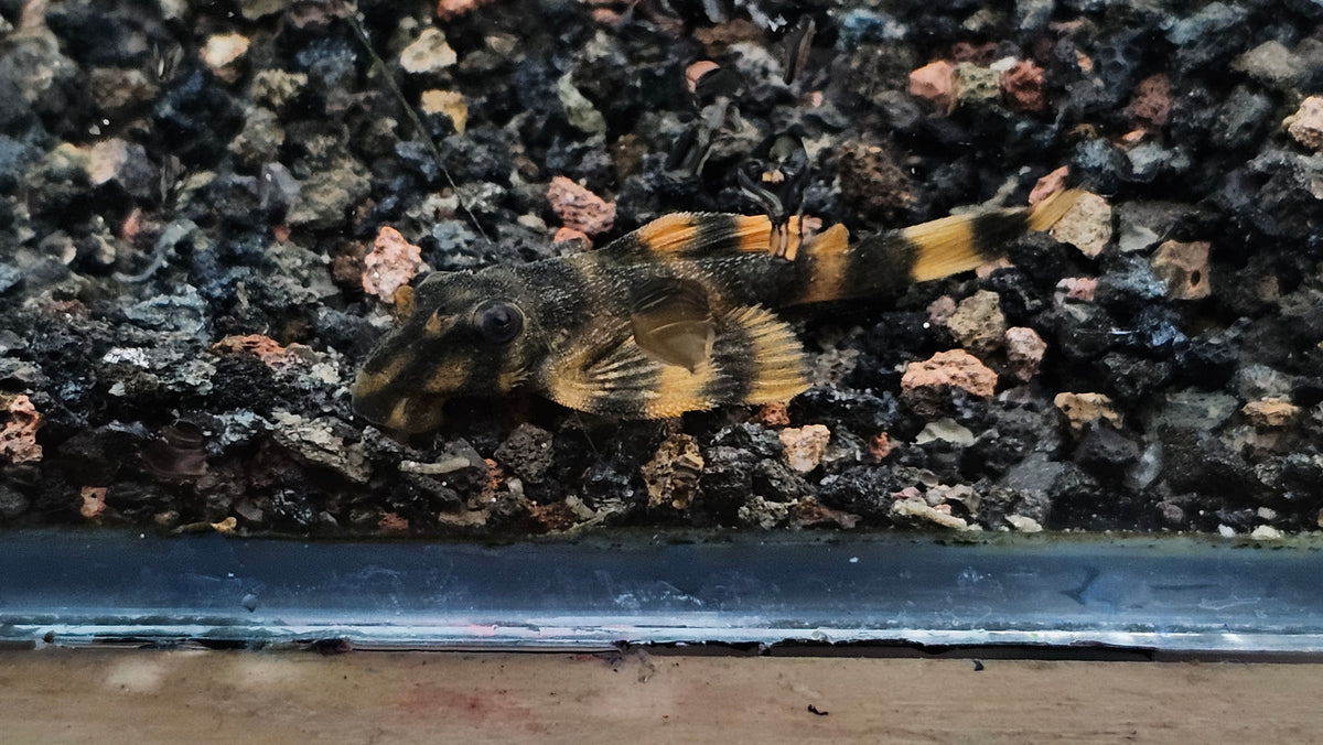 L306 Blood Red Tiger Pleco (Panaqolus claustellifer) 4cm