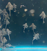 L333 King Tiger Pleco (Hypancistrus sp. L333) High Grade Locally bred | Catfish Loaches & Plecos | Largest Tropical Fish Selection at Your Local Fish Store