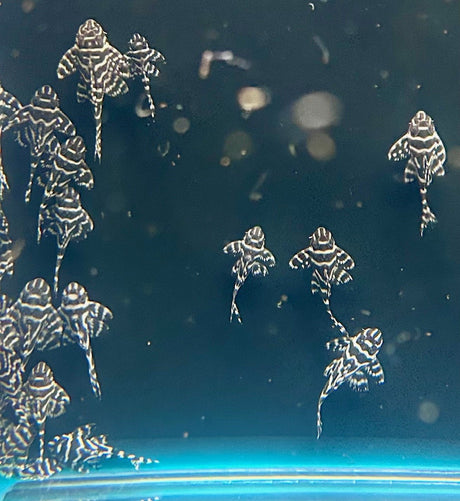 L333 King Tiger Pleco (Hypancistrus sp. L333) High Grade Locally bred | Catfish Loaches & Plecos | Largest Tropical Fish Selection at Your Local Fish Store