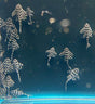L333 King Tiger Pleco (Hypancistrus sp. L333) High Grade Locally bred | Catfish Loaches & Plecos | Largest Tropical Fish Selection at Your Local Fish Store