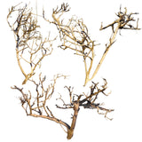 Thailand Branch Wood (3 pieces)
