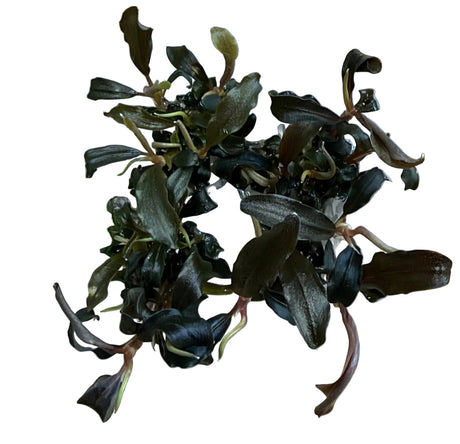 Bucephalandra Kedakang Tissue Culture