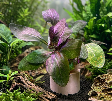 Lobelia Cardinalis "small form" - Bare Root - WL524 | Potted Plants | Largest Tropical Fish Selection at Your Local Fish Store
