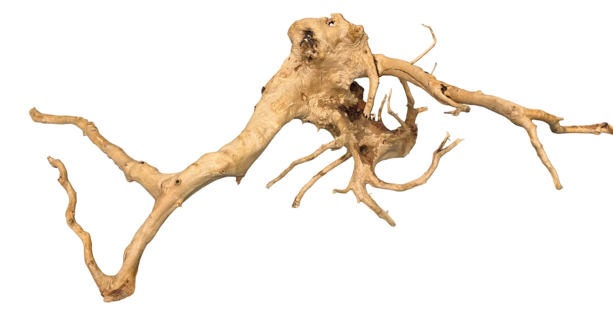 Piece of Spiderwood