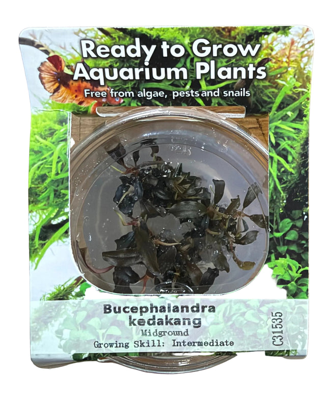 Bucephalandra Kedakang Tissue Culture 