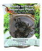 Bucephalandra Kedakang Tissue Culture 
