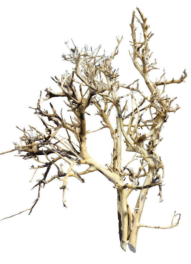 Thailand Branch Wood (4 pieces)