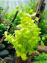 Micranthemum Umbrosum - Giant Baby Tears 