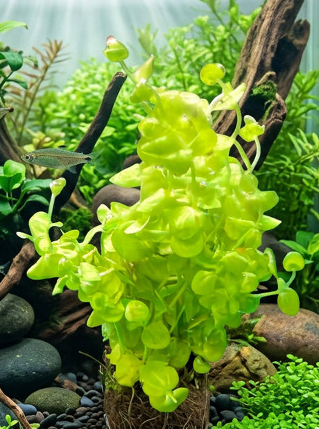 Micranthemum Umbrosum - Giant Baby Tears 