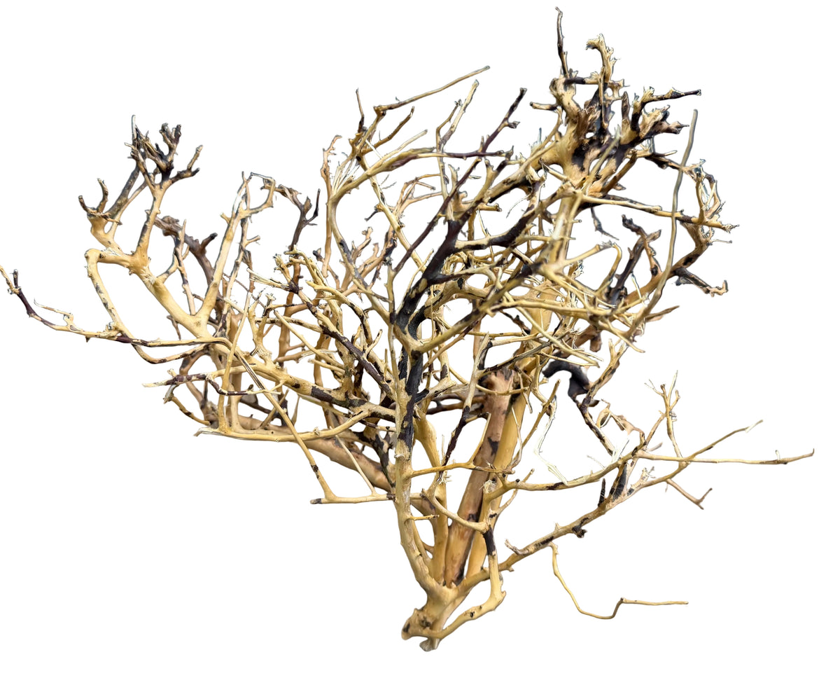 Thailand Branch Wood (3 pieces)