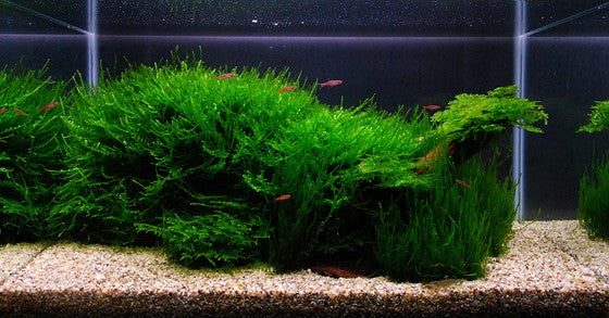 Taxiphyllum barbieri 'Bogor Moss' Java Moss 003 POR