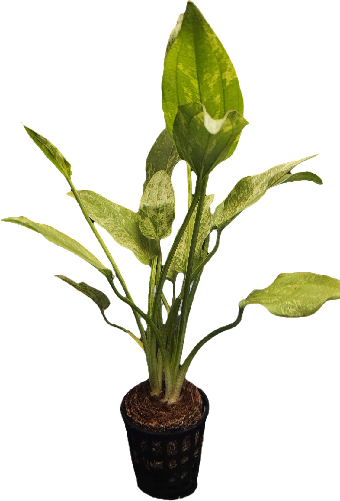 Echinodorus 'Marble Queen'