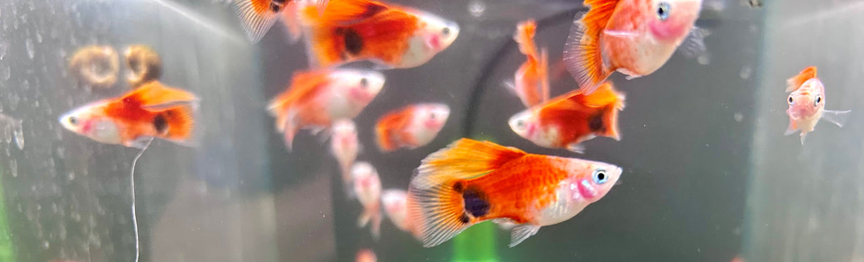 Mickey Mouse High-fin Platy