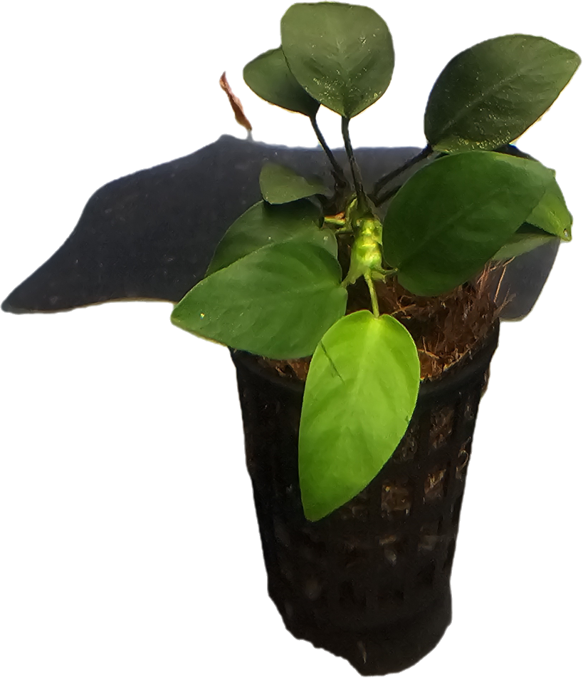 Anubias barteri var. nana