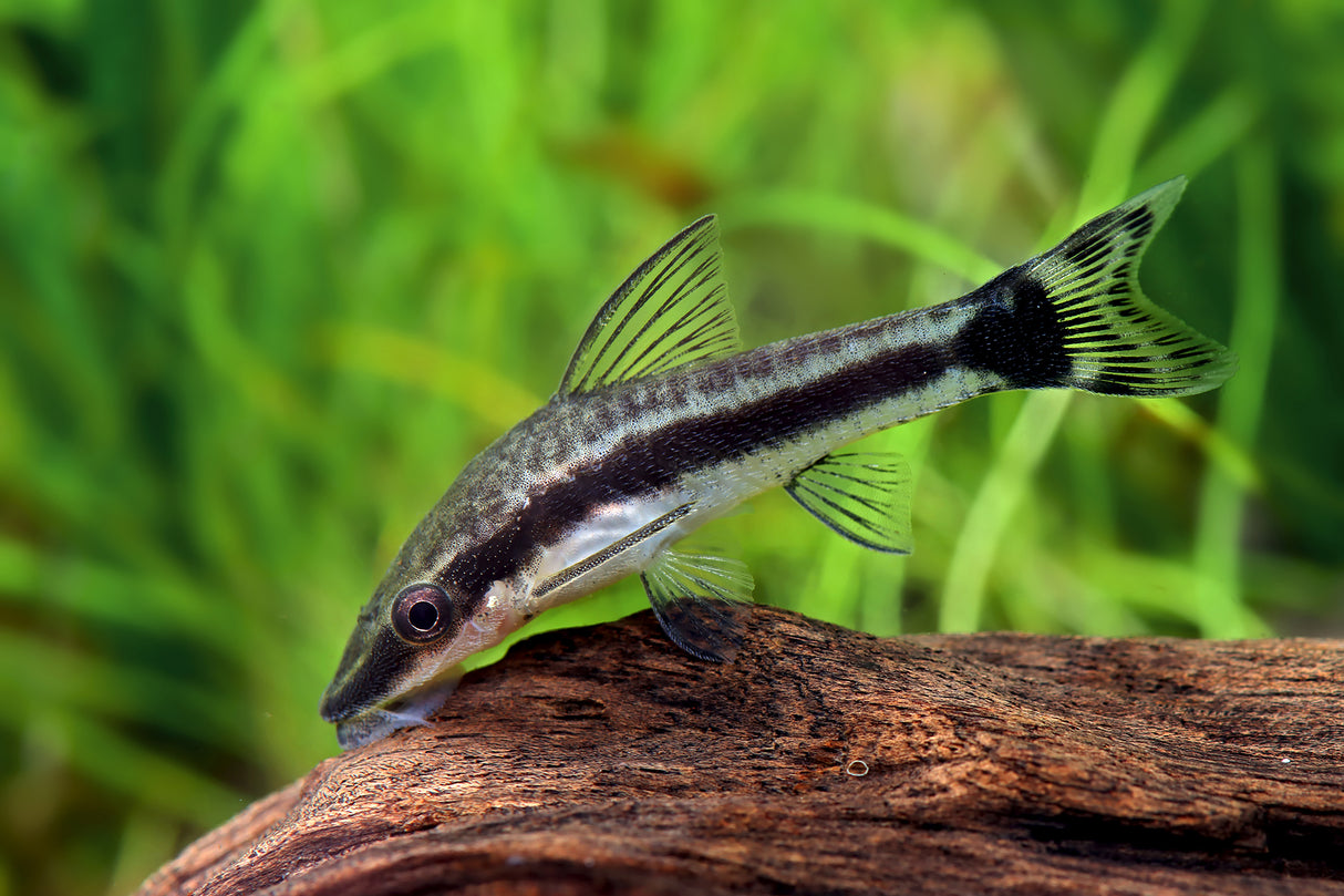 Otocinclus Catfish " Oto" (Macrotocinclus affinis)