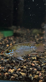 Blue Diamond Apistogramma (Apistogramma cf. Ortagei 'Pebas') Pairs