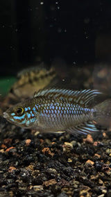 Blue Diamond Apistogramma (Apistogramma cf. Ortagei 'Pebas') Pairs