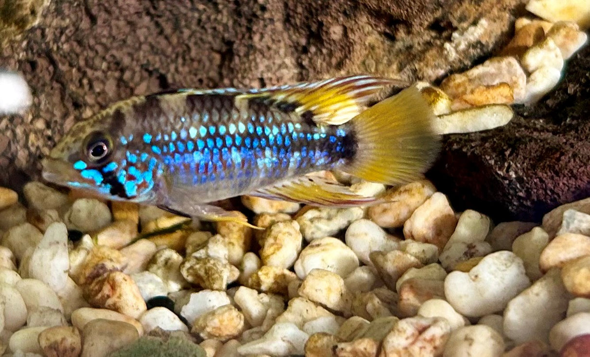 Blue Diamond Apistogramma (Apistogramma cf. Ortagei 'Pebas') Pairs