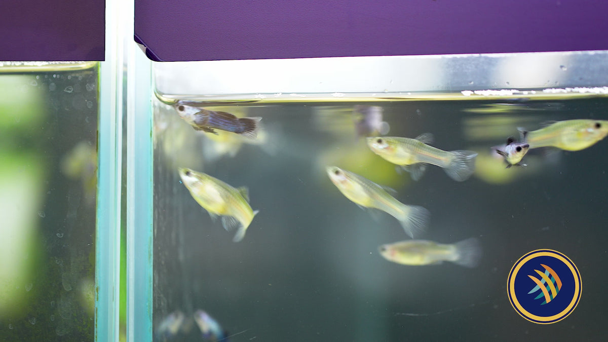 Panda Guppy Pair (Poecilia reticulata)
