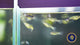 Panda Guppy Pair (Poecilia reticulata)
