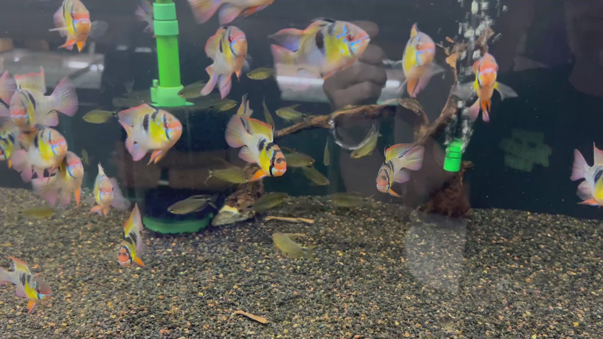 Holland Ramirezi (Mikrogeophagus ramirezi) - 6.5 cm Very nice