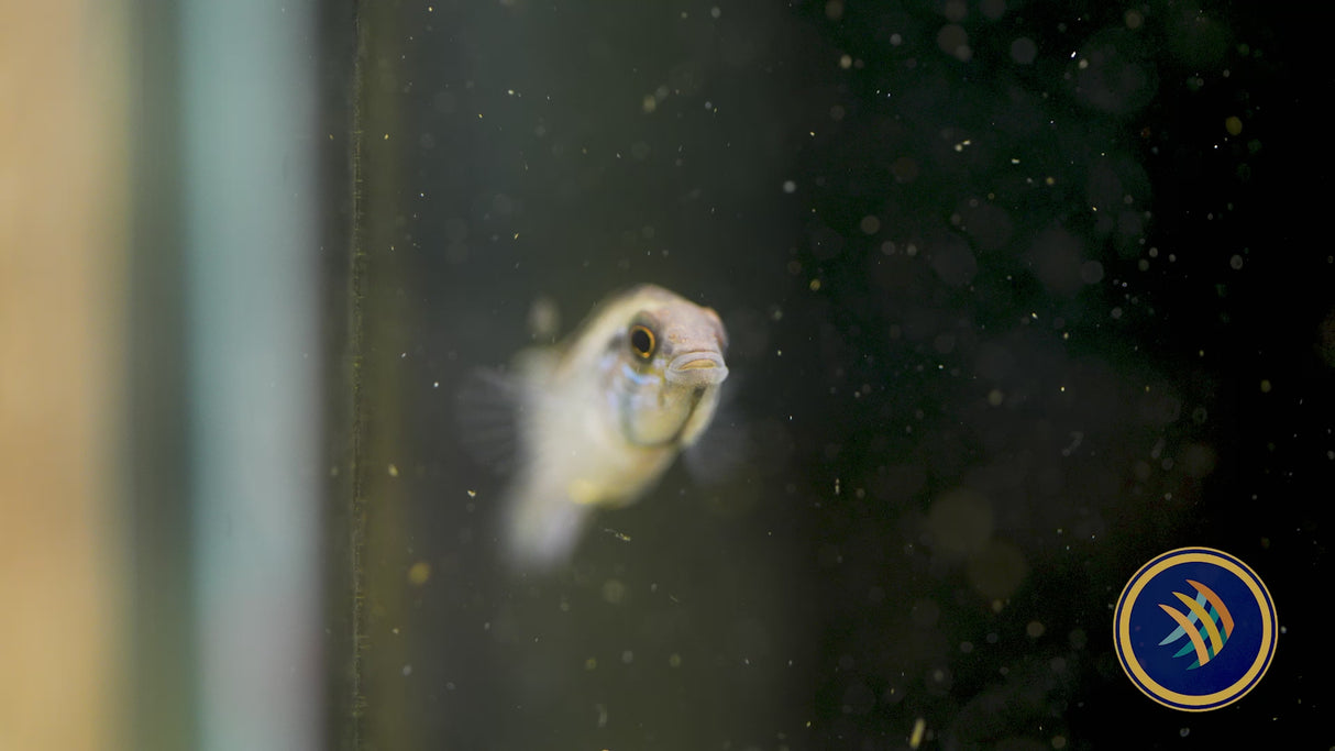 Apistogramma Lineata 5-7cm