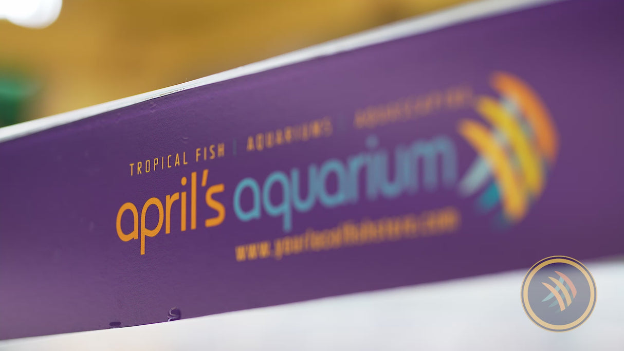 Red Belted Goby (Siycyopus Zosterophorus)