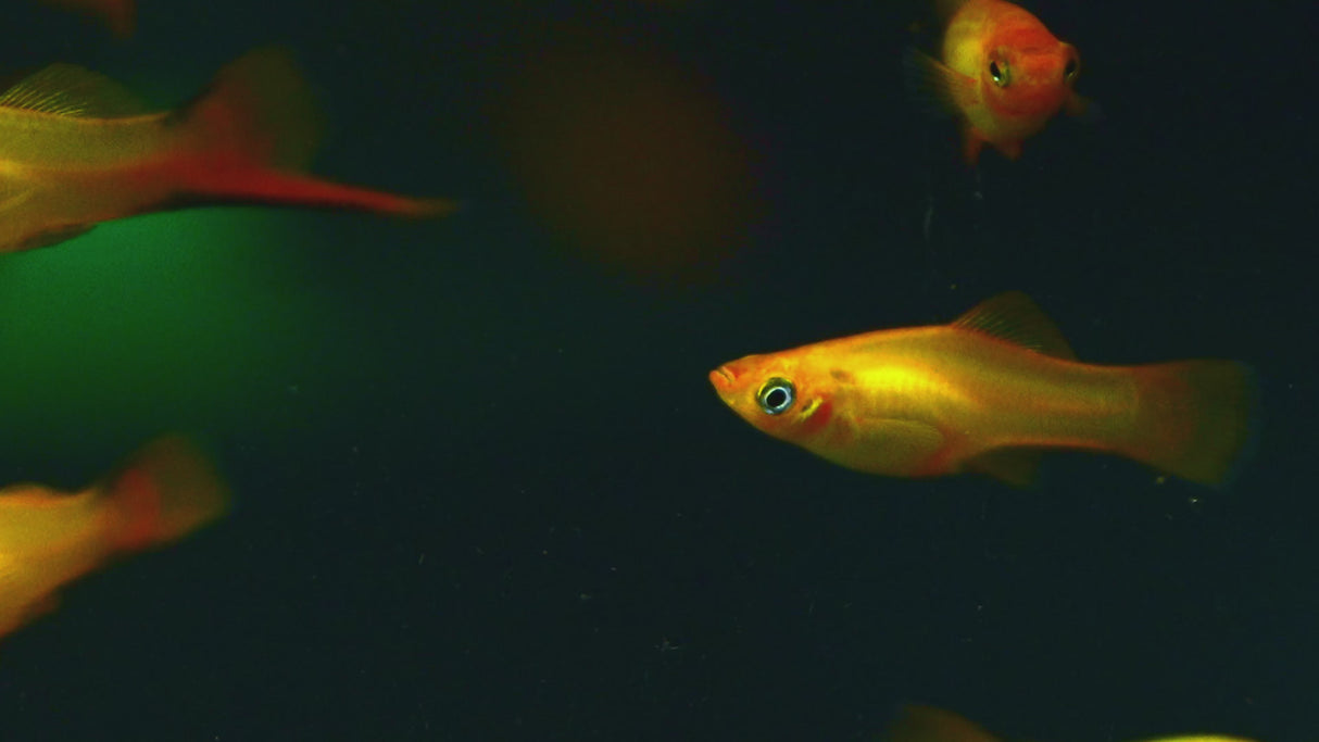 Red Comet Swordtail (Xiphophorus helleri) 5cm