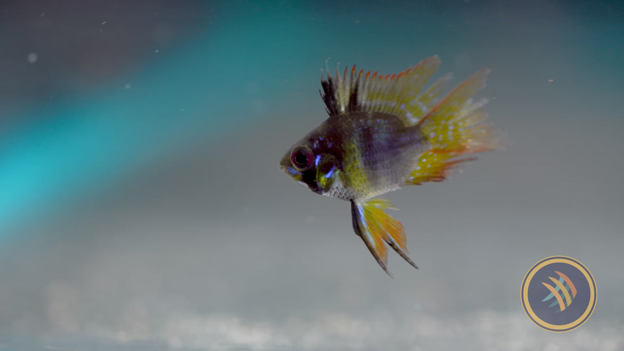 German Black Balloon Ram (Mikrogeophagus ramirezi)