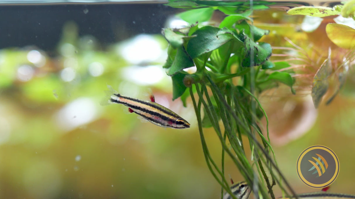 Purple Pencilfish (Nannostomus Rubrocaudatus) Aquarium Glaser