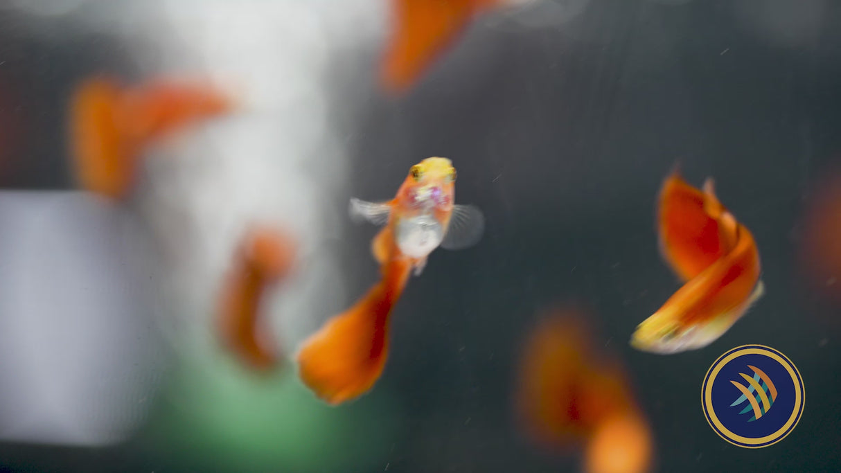 Fancy Guppy Pair - Red Moscow (Poecilia reticulata)