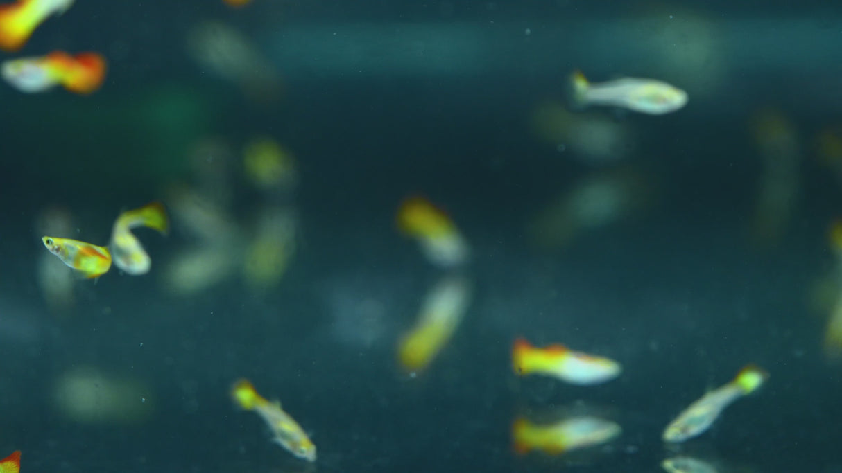Fancy Guppy Pair Yellow Rainbow (Poecilia reticulata)