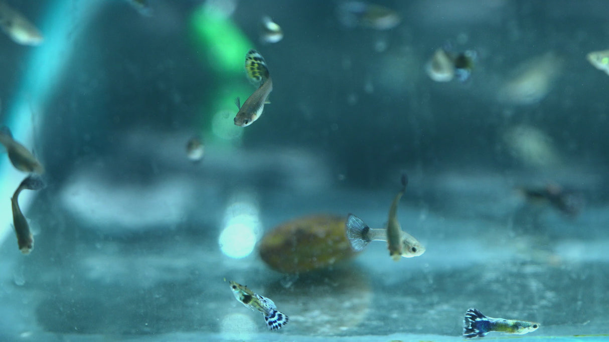 Fancy Guppy Pair Blue Elephant Ear (Poecilia reticulata)