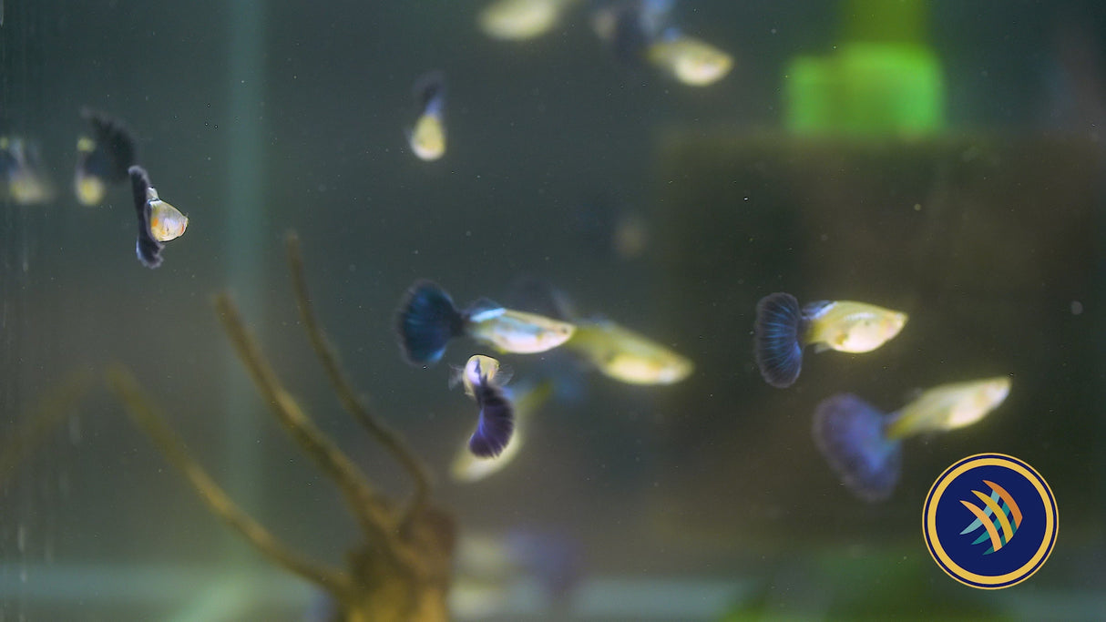 Fancy Guppy Pair Blue Diamond