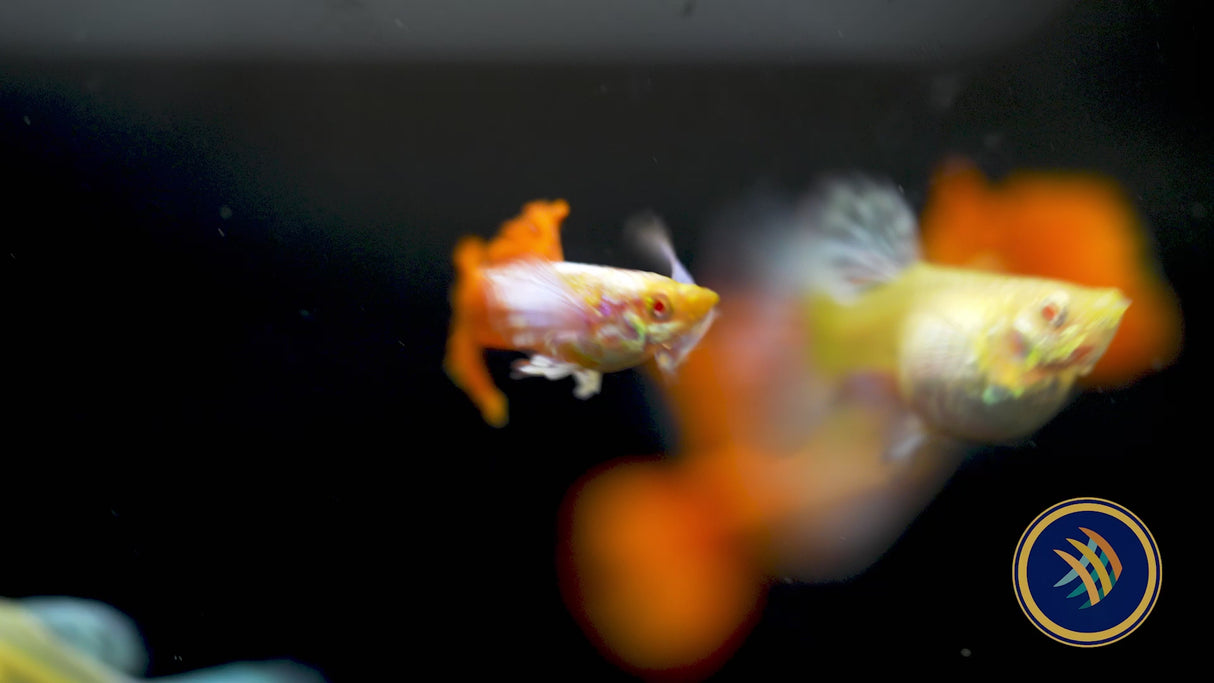 Fancy Guppy Pair Albino Dumbo Red Tail (Poecilia reticulata)