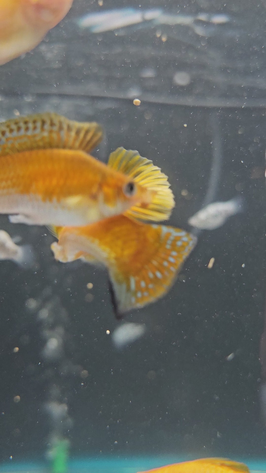Premium Assorted Sailfin Molly (Poecilia latipinna)
