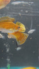 Premium Assorted Sailfin Molly (Poecilia latipinna)